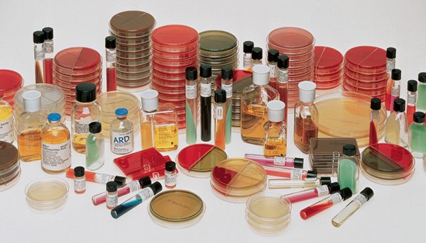 Media Prepared Media BD BBL™ Dermatophyte Test Medium Modified with Chloramphenicol Slant Tube Format by BD  ID 299701
